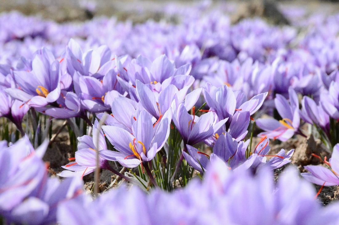 Embracing the Arrival of Spring